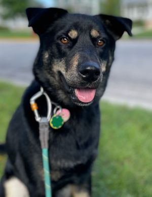 Large black dog sitting down looking into camera.