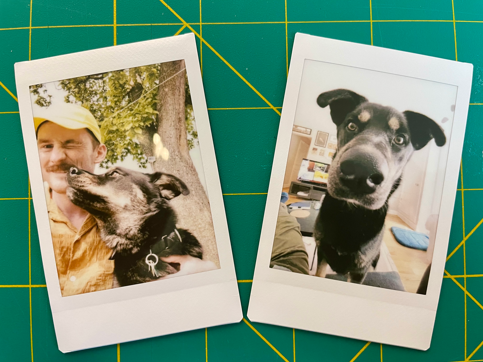 Picture of two mini-instax photo prints of my dog arranged in a row. Left side is a selfie pic of him and myself with him in the process of licking my face. On the right is a wide angle pic of him sniffing the camera.