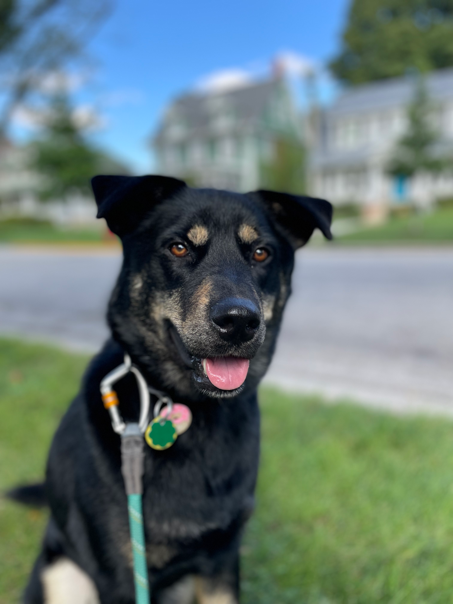Portrait of Donut sitting nice with the sun in his face and his mouth open.