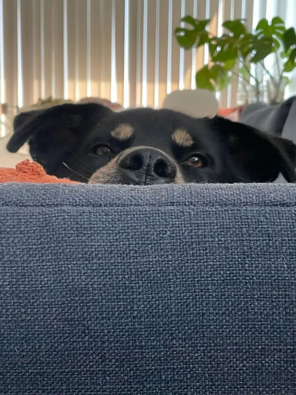 Picture of my dog donut laying on the couch looking at the camera. Only the top of his head anove his nose is visible, the rest of his body is obscured by my couch.