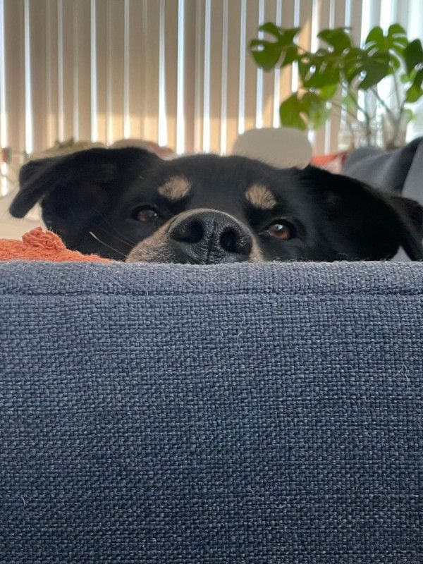 Picture of my dog donut laying on the couch looking at the camera. Only the top of his head anove his nose is visible, the rest of his body is obscured by my couch.